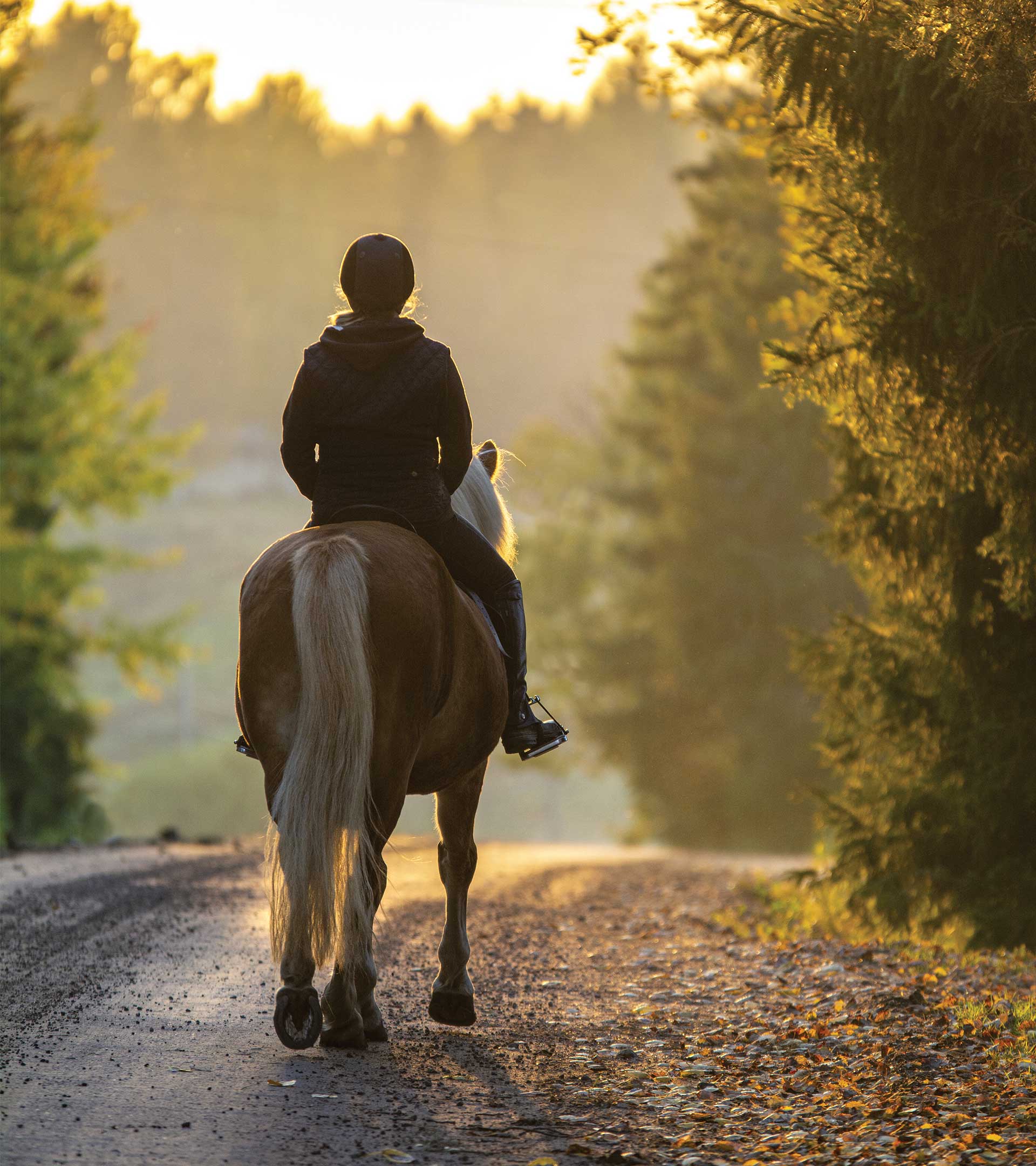 Seducci Equestrian Underwear